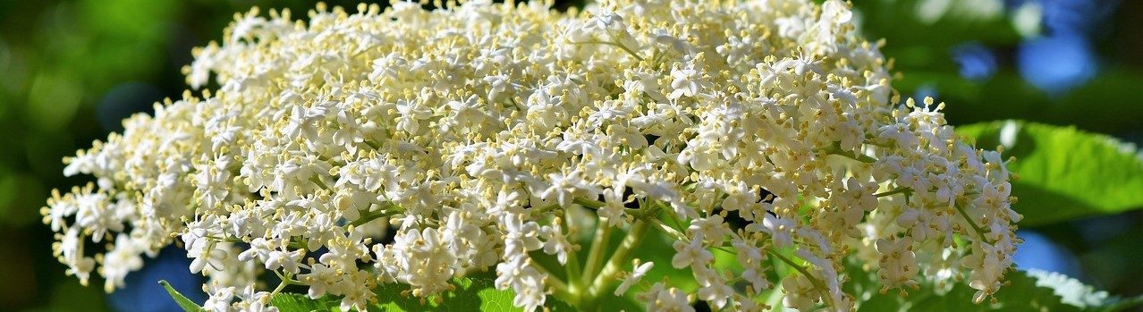 Verein Naturhof Hummelwiese Telgte