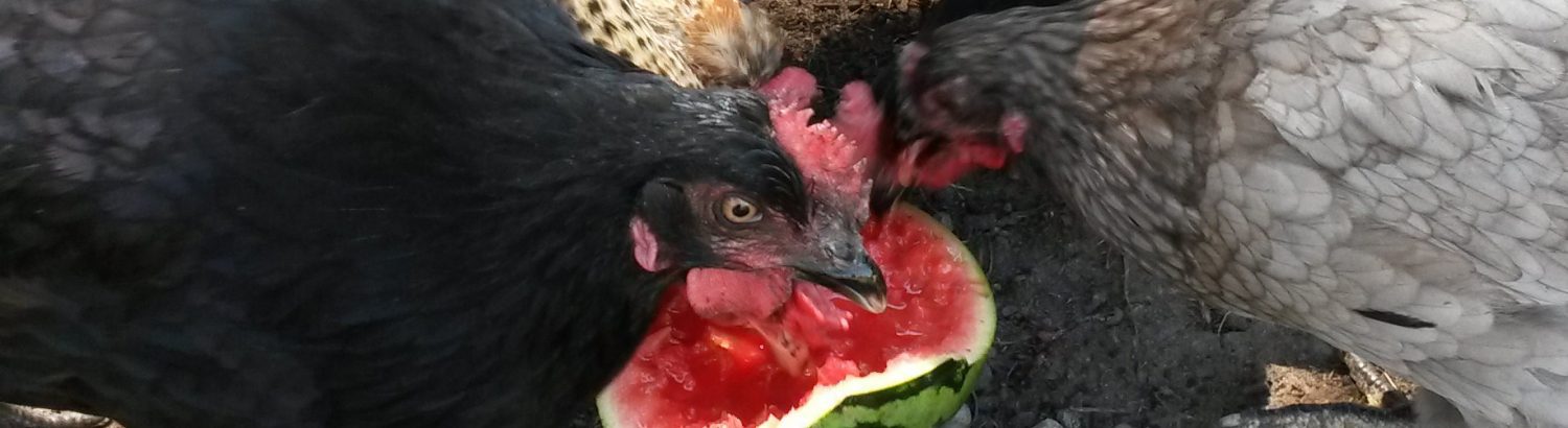 Verein Naturhof Hummelwiese Telgte