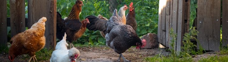 Verein Naturhof Hummelwiese Telgte